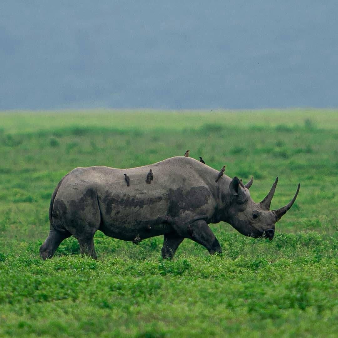 Ngorongoro